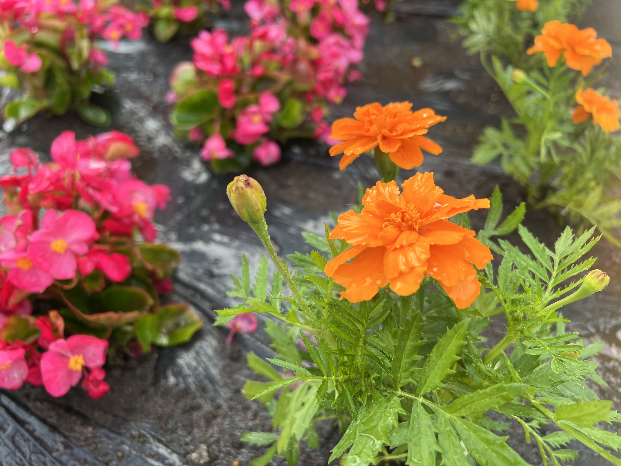 花植え活動🌷
