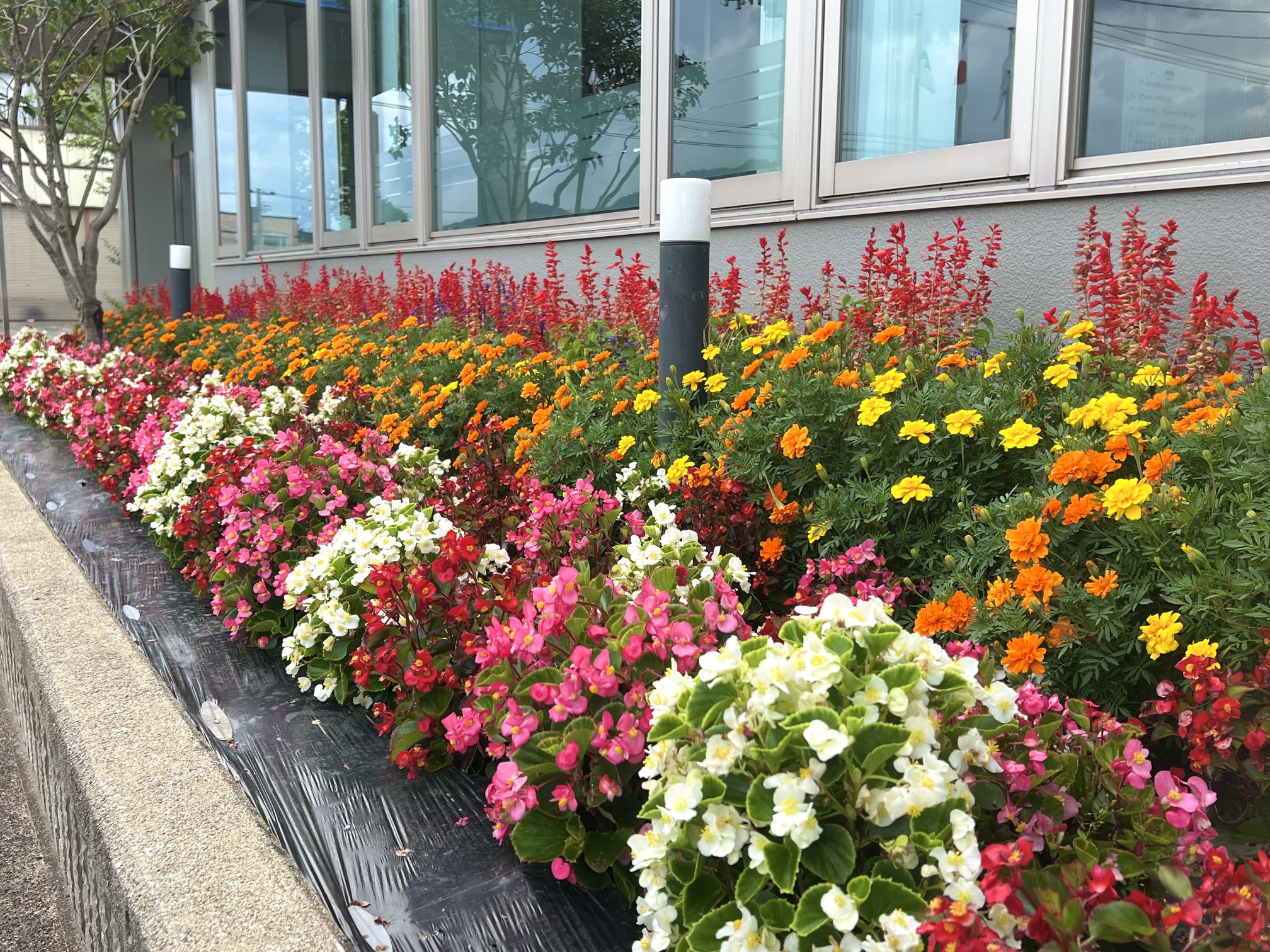 花壇の様子と社屋のトイレ改修工事